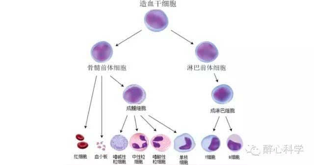 干细胞可以产生所有血液系统的细胞,包括红细胞,白细胞(中性粒细胞