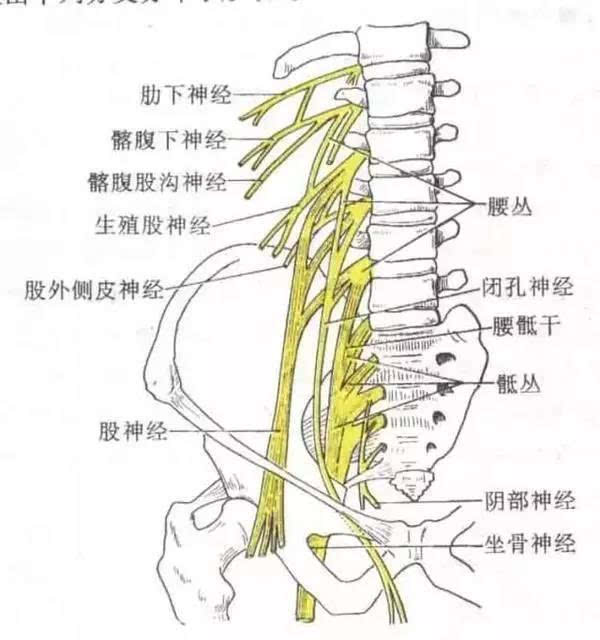 腰丛的分支包括髂腹下神经(t12,l1),髂腹股沟神经(l1),股外侧皮神经