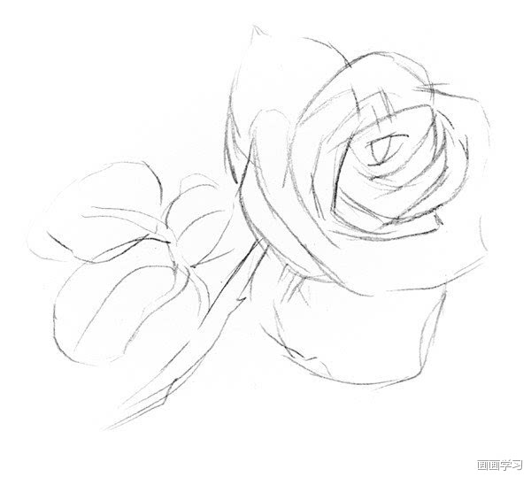 如何学素描——素描白玫瑰的绘画教程