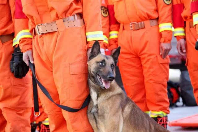 警犬情深!他们相处5年,他出任务,它咬断绳找他