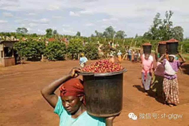 格里格外:品一杯像水果茶一样的肯尼亚咖啡!