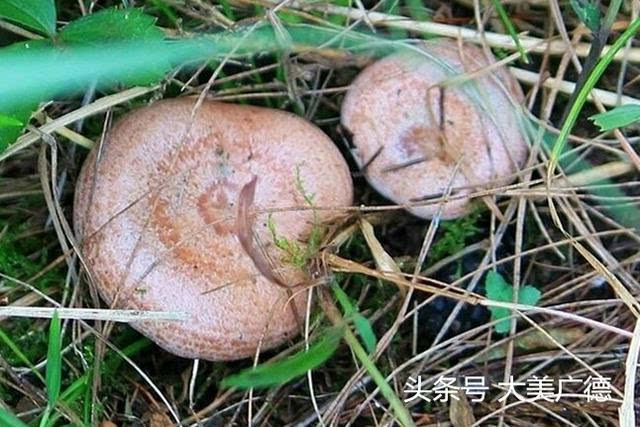 江南山林极品美味——广德毛草菇