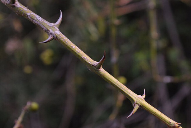 对刺藤 scutia myrtina 鼠李科,此种我国也有野生