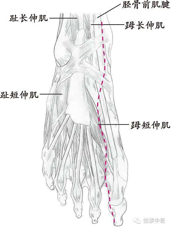 部足舟骨结节与胫骨前肌肌腱之间(小腿部)于内踝上3寸左右斜上胫骨后