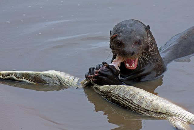 水獭被称是水中蜜獾,跟鳄鱼发起大战瞬间将其撕碎