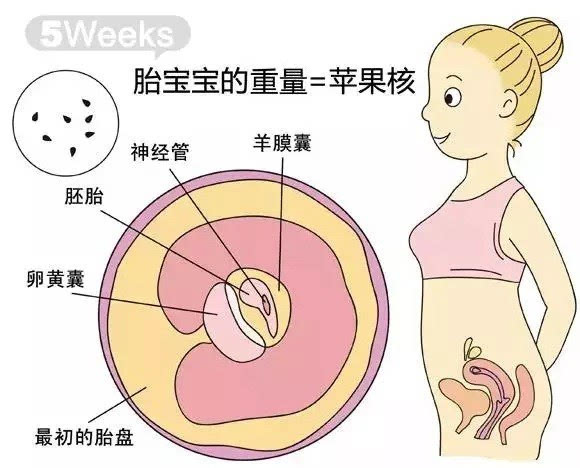 生命孕育的神奇!胎儿发育12周的变化!