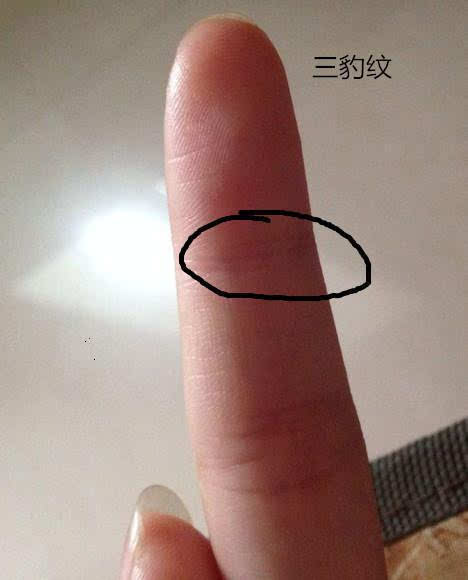 在拇指第一节指节上面的指纹呈一个圈行的纹路叫做凤眼纹,通常有凤眼
