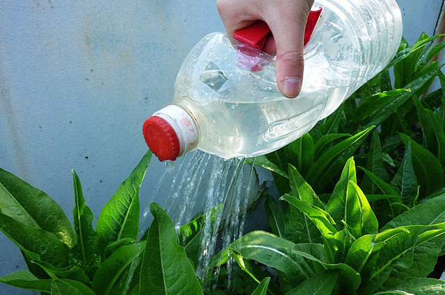 洒水壶 种花不仅要松土还要浇水 一个酸奶瓶一样轻松搞定 先在酸奶瓶