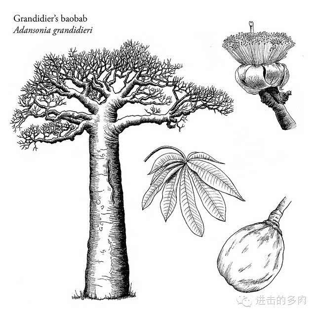 2.adansonia digitata:非洲猴面包树,分布非洲大部分地区.