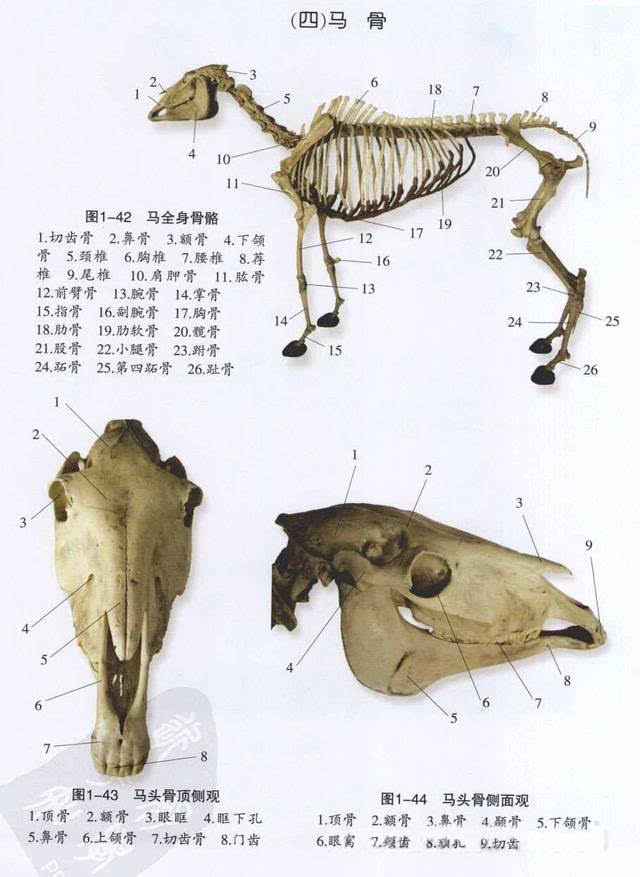 马匹的骨骼解剖图示 不同品种的马体格大小相差悬殊.