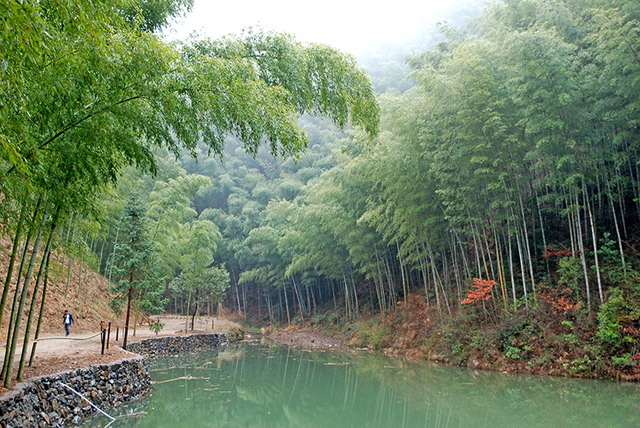 《卧虎藏龙》竹林斗剑拍摄地:木坑竹海原如此幽静