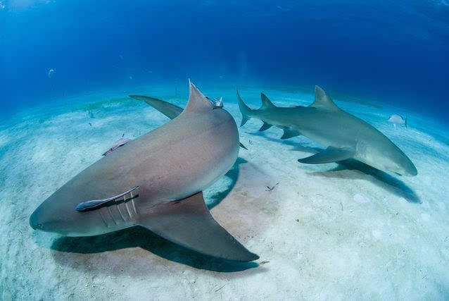 长满刺的角鲨通常会是2年左右,而姥鲨则达到3年,皱鳃鲨甚至达到3.5年!