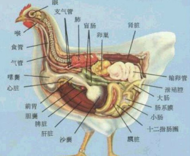 具体的某个器官解剖细节就需要你们和技术员在交流中给他们需要了解的