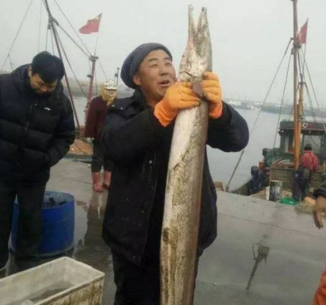 "狼牙鳝"是烟台人对"海鳗"的一种俗称,这名字起源于狼牙鳝强有力的牙