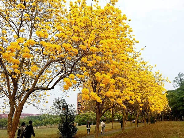 凤凰木 梅龙路 行道树:小叶榄仁 主要景观树种:黄花风铃木 ▲黄花风