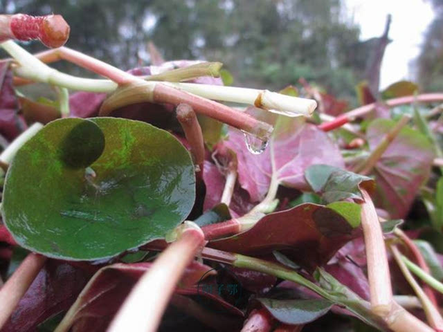 原创:农村随处可见的草药,清肺止咳下火都靠它