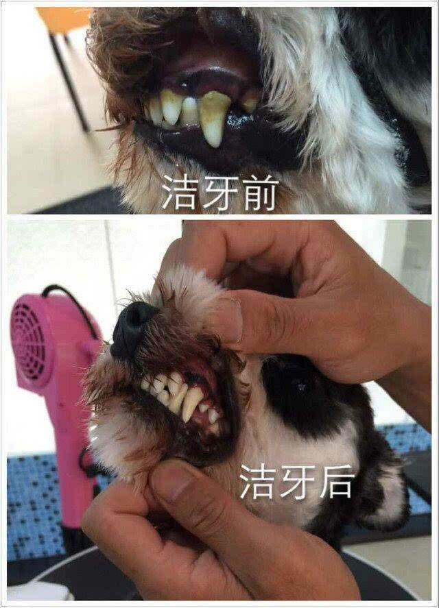 铲屎官们看过来,狗狗得了牙结石怎么办?