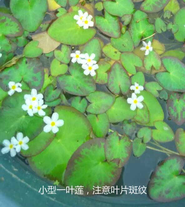 小型一叶莲叶片宽幅10~15㎝,叶面有红褐色斑纹(注意这是与大型一叶莲