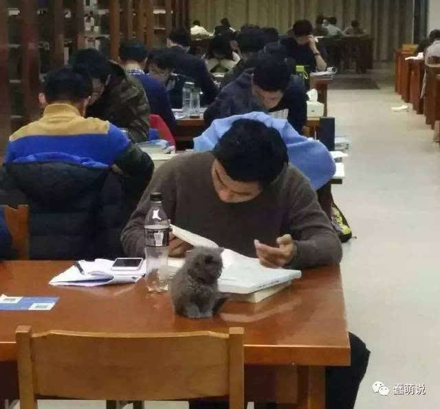 每日一蠢萌:把猫咪带进图书馆自习是怎样一种体验