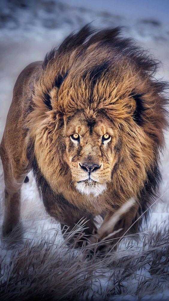 第七名:非洲狮,非洲草原之王,第二大的猫科动物,雄狮体重可达180至