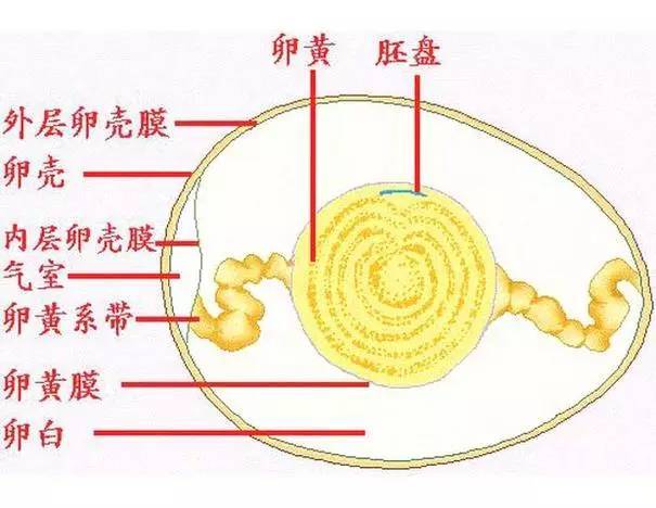 担心鸡蛋外面的细菌进到鸡蛋内部,实在有点