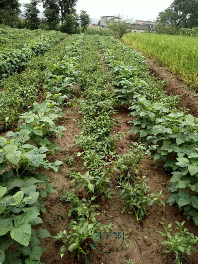 原创:农村的辣椒豇豆不值钱,做成泡菜却升价倍增