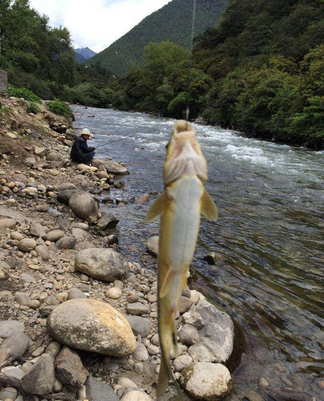 西藏高原钓藏鱼,水急浪大,收获高级河鲜