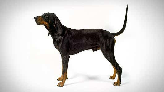 (澳洲牧羊犬) 第43位:东非猎犬,芬兰猎犬, 指示犬 第44位: 查理士王小