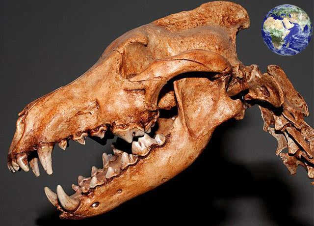 200万年前的狼是什么样子?身形巨大能单挑剑齿虎