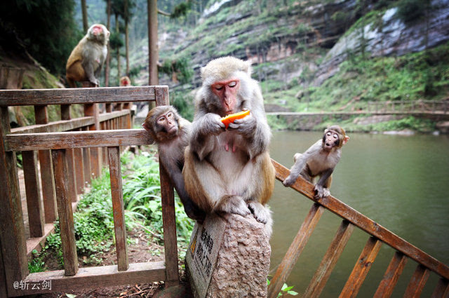 重庆旅游:四面山之卧龙沟的猴子们