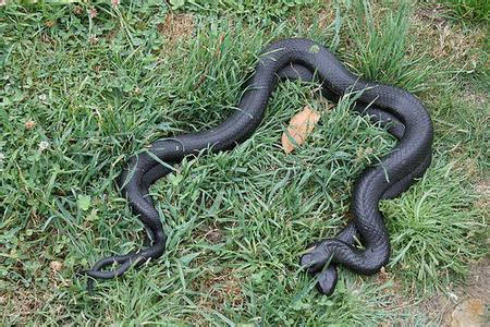 世界上最恐怖的十大毒蛇