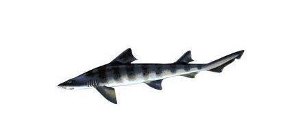 未知深海中的六种怪异恐怖鲨鱼