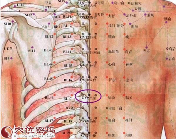 对一些体形较胖触摸有一定困难者 ,可采取先摸到两侧肩胛骨的下角