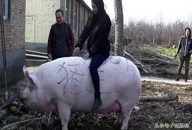 农村大爷家里养猪竟长大1500斤美女看到直接骑上去