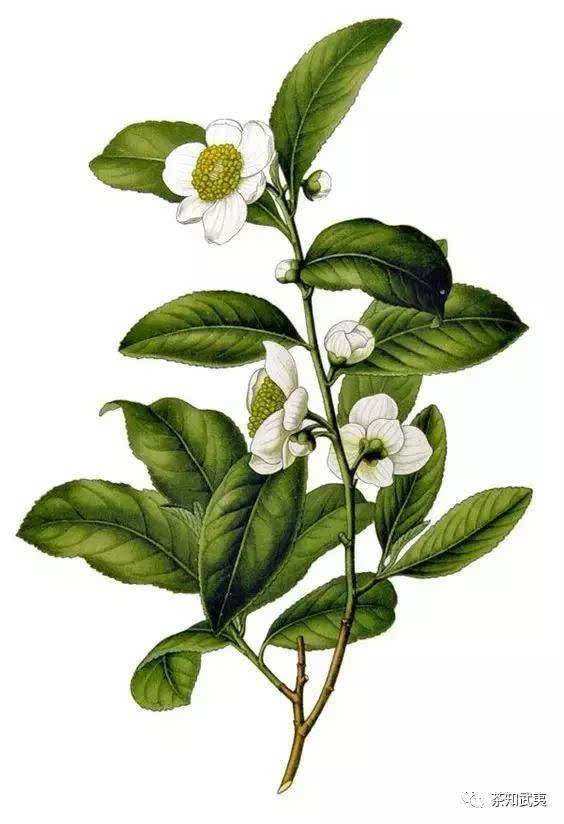 茶树开的花有多美?手绘版白茶花带你领略她的美