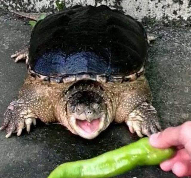 乌龟一直都是个凶猛的动物,它食肉,一般被乌龟咬住是不会轻易松口的