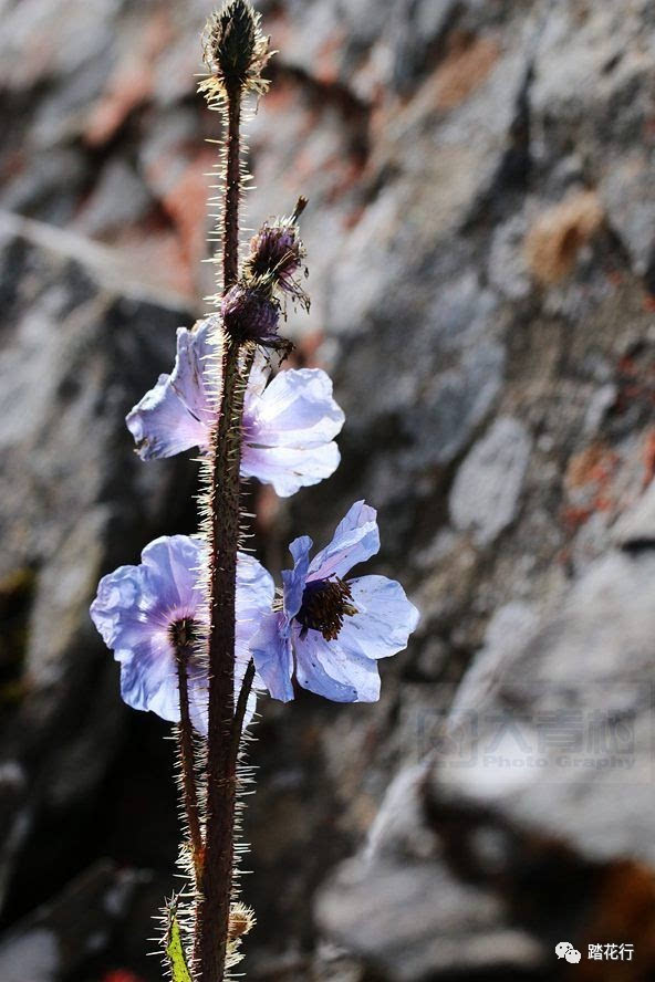 meconopsis balangensis,很可能其中还混有多刺绿绒蒿或者总状绿绒蒿