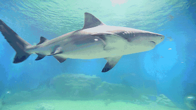 据工作人员讲解这是西南地区唯一一条牛头鲨,重达350斤.