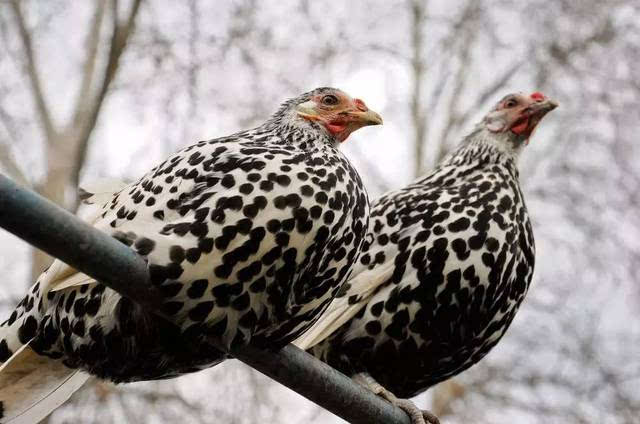 hamburgh chickens,产地荷兰.
