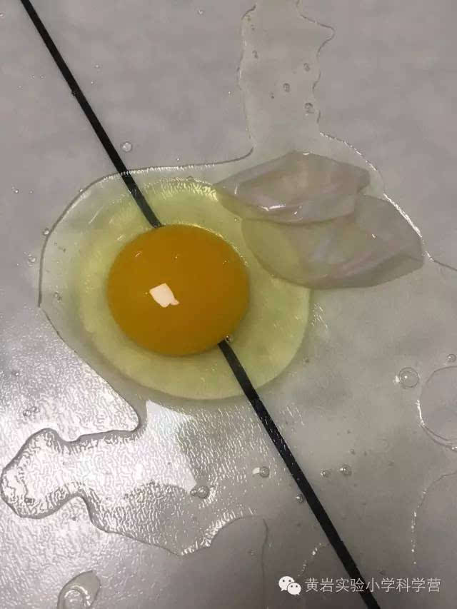 鸡蛋,鸭蛋,鹅蛋不断冒泡. 4.野鸡蛋沉入液体中,冒泡最少.