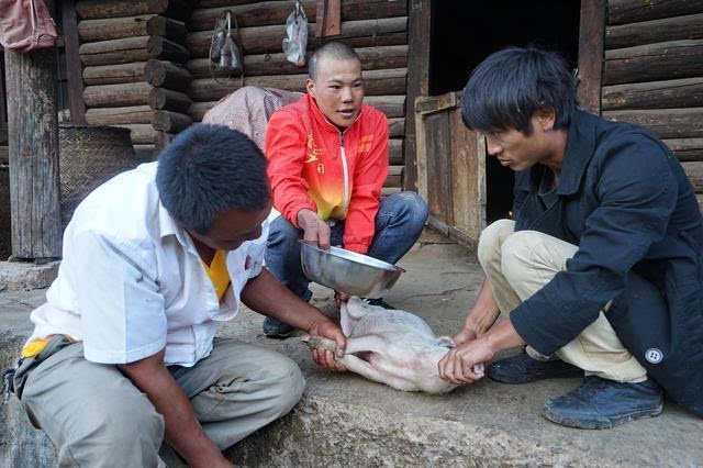 彝族人家里最好的东西就是猪,一定要杀一头,而必须要杀乳猪,因为乳猪