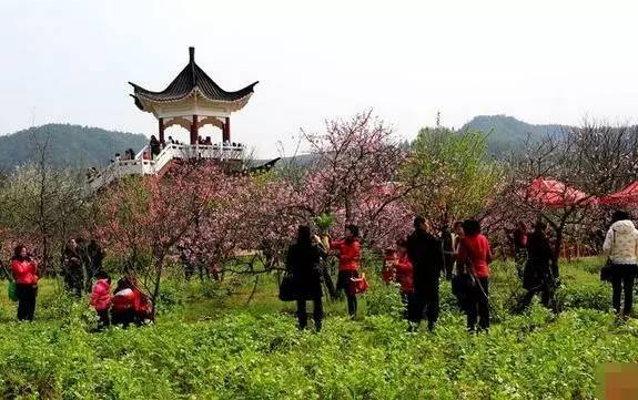 其中,赣县湖江桃花岛,素有千里赣江第一岛之称,岛上有连片桃树200多亩