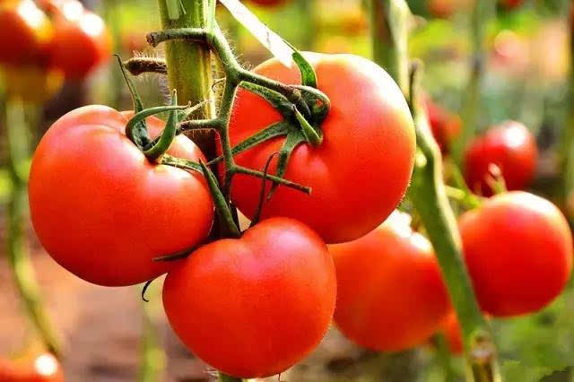 番茄,又称西红柿,原产于南美洲,大约明朝传入我国,逐渐成为人们喜爱的