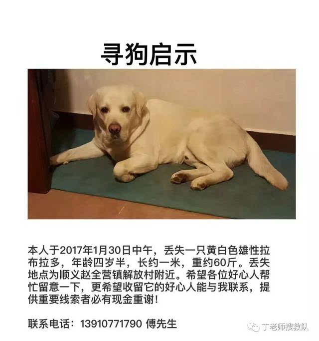 寻狗启示