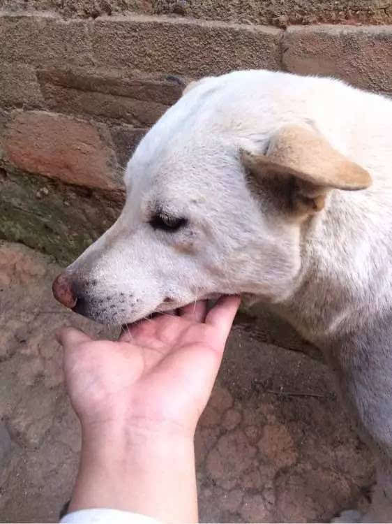 让爷爷给我能条凶点的中华田园犬看门,结果回老家选中这只小土狗