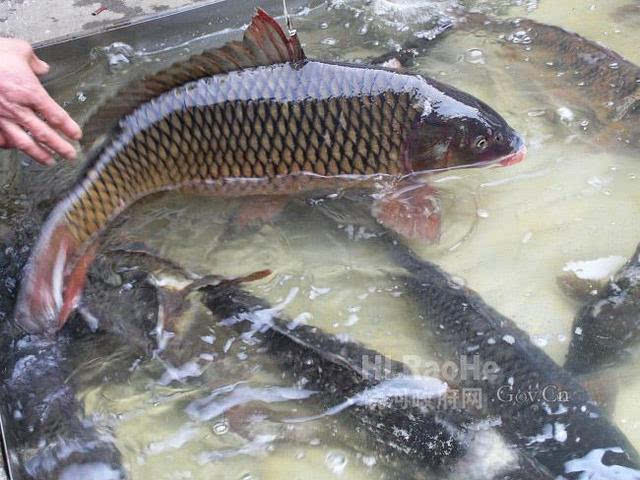 鲤子鱼 沙姑鲈子,鸭绿江支流