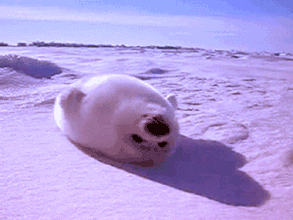 海豹宝宝摊着肚皮躺在雪地里,尽情的享受阳光的爱抚,幸福的眼睛都要