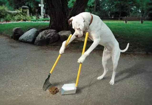 主人不正确的训练方法,导致狗狗吃粪便,在古老的训练狗狗定点大小便
