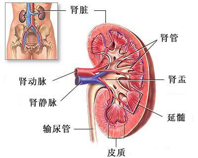 手法:围绕肾反射区两侧,由上向下按摩5