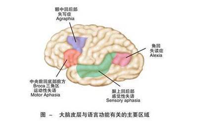 部位是决定失语症类型的主要因素,而且影像学检查支持经典的解剖定位